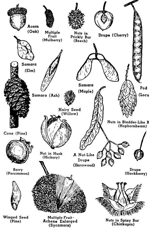 Seed Identification Chart