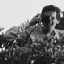 Kindlmann, Gordon - with shrub